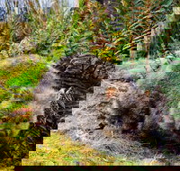 Cradle Mountain National Park Day Tour from Launceston - Kingaroy Accommodation