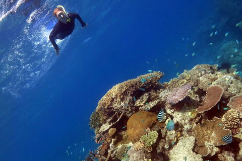 Silverswift Outer Great Barrier Reef Dive And Snorkel Cruise From Cairns - Kingaroy Accommodation 3