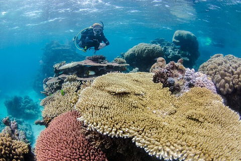 Silverswift Outer Great Barrier Reef Dive And Snorkel Cruise From Cairns - Kingaroy Accommodation 5