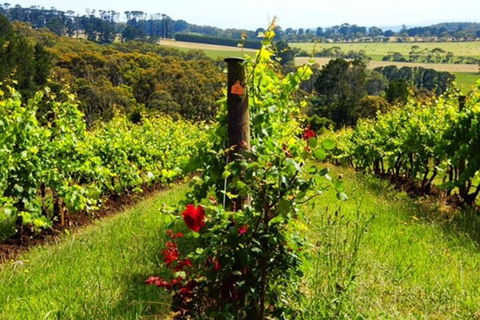 Mornington Peninsula Sightseeing Tour For 2-6 Guests. - Kingaroy Accommodation 3