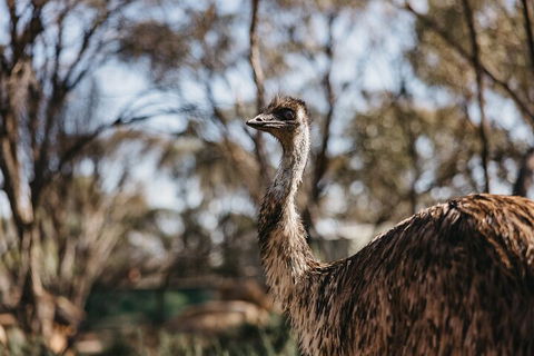 Wave Rock, York, Wildflowers, And Aboriginal Cultural Day Tour From Perth - Kingaroy Accommodation 4