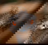 Currumbin Wildlife Sanctuary General Entry Ticket - Kingaroy Accommodation