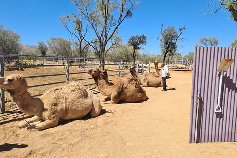 West MacDonnell Ranges Half-Day Small-Group Tour With Camel Ride - Kingaroy Accommodation 0