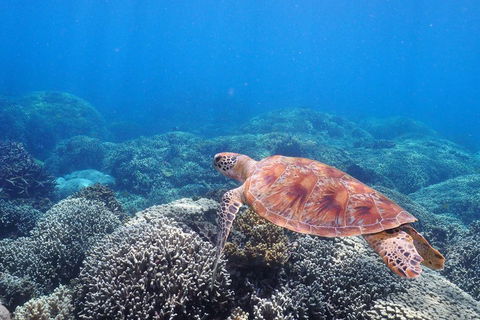 Calypso Outer Great Barrier Reef Cruise From Port Douglas - Kingaroy Accommodation 2