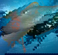 Great Barrier Reef Snorkeling and Diving Cruise from Cairns - Kingaroy Accommodation