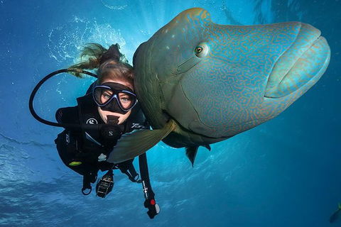 Great Barrier Reef Snorkeling And Diving Cruise From Cairns - Kingaroy Accommodation 0