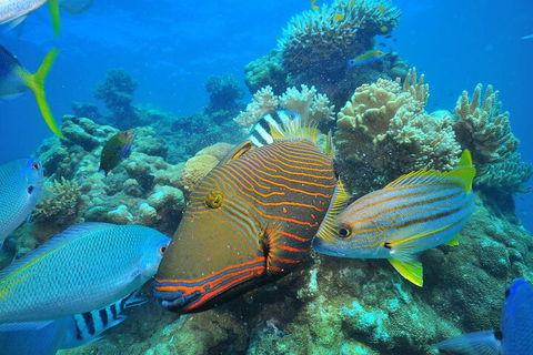 Fly To Green Island - Cruise Return - Kingaroy Accommodation 1