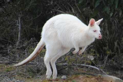 Small-Group Day Trip From Hobart To Bruny Island - Kingaroy Accommodation 2