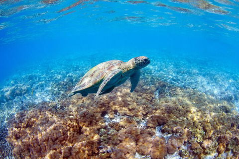 Great Barrier Reef Day Cruise To Reefworld - Kingaroy Accommodation 5