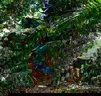 Full Day Daintree Rainforest and Mossman Gorge Tour - Kingaroy Accommodation