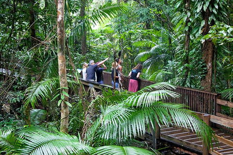 Full Day Daintree Rainforest And Mossman Gorge Tour - Kingaroy Accommodation 1