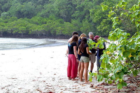 Full Day Daintree Rainforest And Mossman Gorge Tour - Kingaroy Accommodation 2