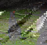 Full-Day Guided Bruny Island Tour from Hobart - Kingaroy Accommodation