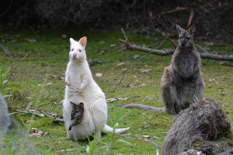 Full-Day Guided Bruny Island Tour From Hobart - Kingaroy Accommodation 0