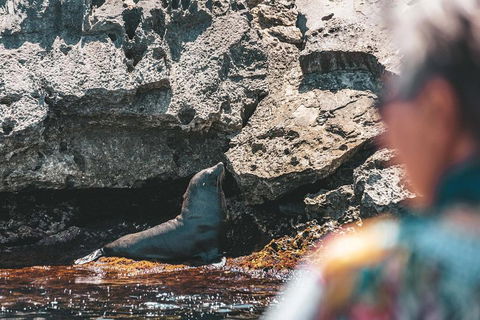 Adventure Rottnest Tour With Ferry & Adventure Cruise From Perth Or Fremantle - Kingaroy Accommodation 1