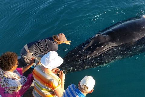 AOC Whale Watching From Broome - Kingaroy Accommodation 0