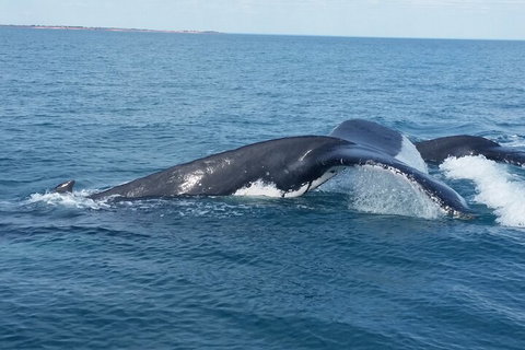 AOC Whale Watching From Broome - Kingaroy Accommodation 1