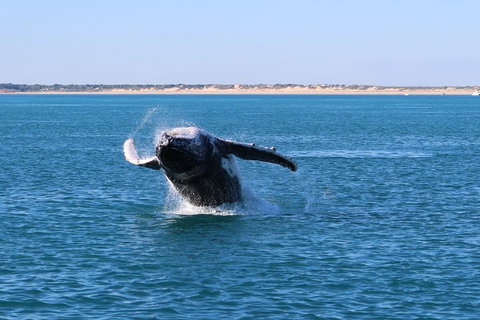 AOC Whale Watching From Broome - Kingaroy Accommodation 2