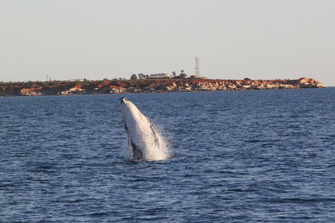 AOC Whale Watching From Broome - Kingaroy Accommodation 3