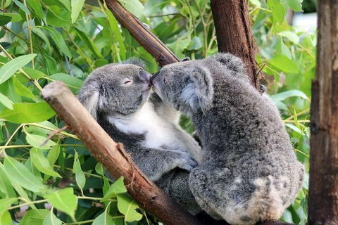 Classic Kuranda By Skyrail And Scenic Railway Including Rainforestation, Koala And Wildlife Park And Pamagirri Aboriginal Experi - Kingaroy Accommodation 3