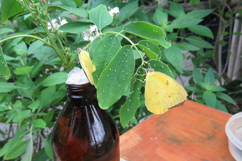 Australian Butterfly Sanctuary- Virtual Interactive Tour With Private Guide - Kingaroy Accommodation 0