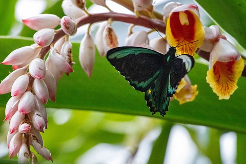 Australian Butterfly Sanctuary- Virtual Interactive Tour With Private Guide - Kingaroy Accommodation 2