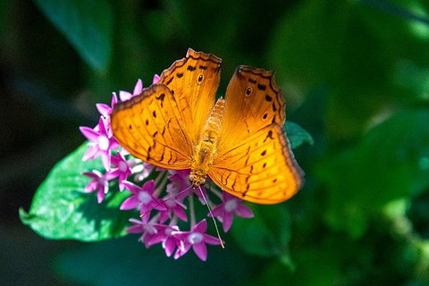 Australian Butterfly Sanctuary- Virtual Interactive Tour With Private Guide - Kingaroy Accommodation 3