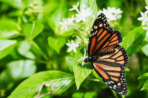 Australian Butterfly Sanctuary- Virtual Interactive Tour With Private Guide - Kingaroy Accommodation 4