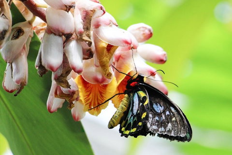 Australian Butterfly Sanctuary- Virtual Interactive Tour With Private Guide - Kingaroy Accommodation 5