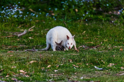 Bruny Island Traveller - Gourmet Tasting And Sightseeing Day Trip From Hobart - Kingaroy Accommodation 3