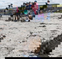 Kangaroo Island in a Day Tour from Adelaide - Kingaroy Accommodation