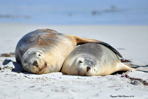 NEW TOUR - Kangaroo Island Road To Recovery Tour (1 Day/1 Night) - Kingaroy Accommodation 1