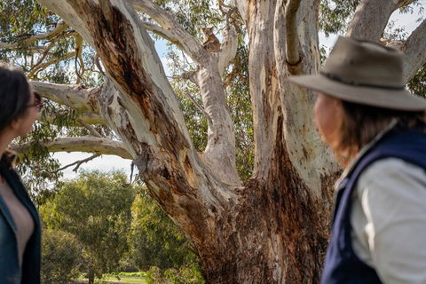 Full Day Flinders Chase Tour From Kangaroo Island - Kingaroy Accommodation 5