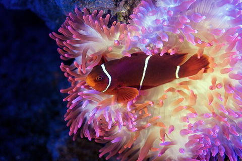 Cairns Aquarium Tour By Twilight With Drink And Appetiser - Kingaroy Accommodation 5