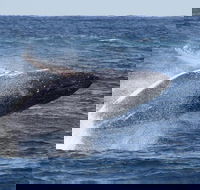 Whale Watching by Sea World Cruises - Kingaroy Accommodation