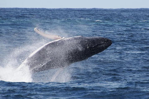 Whale Watching By Sea World Cruises - Kingaroy Accommodation 0