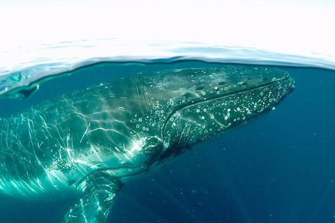 Whale Watching By Sea World Cruises - Kingaroy Accommodation 2