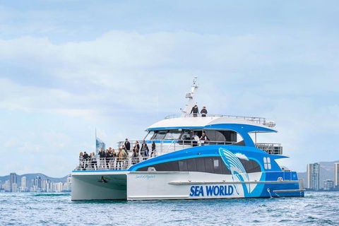 Whale Watching By Sea World Cruises - Kingaroy Accommodation 3