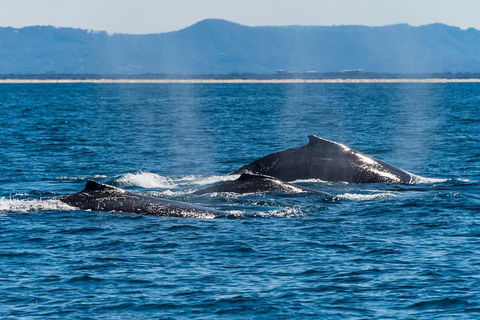 Whale Watching By Sea World Cruises - Kingaroy Accommodation 4