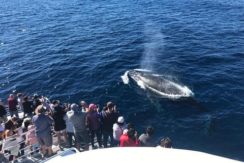 Whale Watching By Sea World Cruises - Kingaroy Accommodation 5
