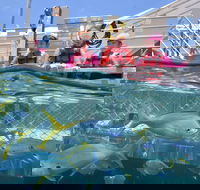 Outer Reef Pontoon Experience from Cairns - Kingaroy Accommodation