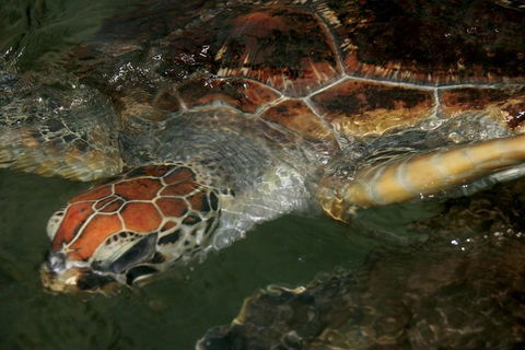 Cape Leveque 4WD Tour From Broome With Optional Return Flight - Kingaroy Accommodation 2