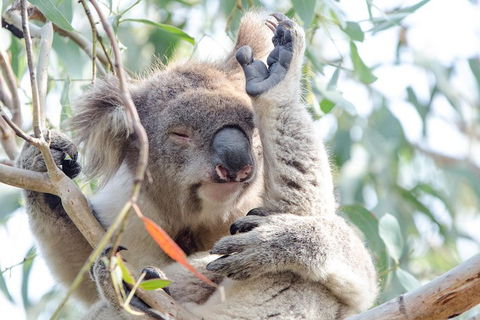 Great Ocean Road Reverse Itinerary With 12 Apostles From Melbourne - Kingaroy Accommodation 1