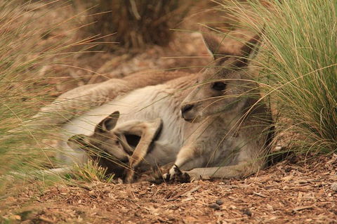Werribee Open Range Zoo General Admission Ticket - Kingaroy Accommodation 3
