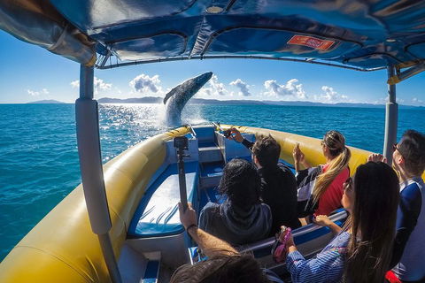 Ocean Rafting Tour To Whitehaven Beach, Hill Inlet Lookout & Top Snorkel Spots - Kingaroy Accommodation 4