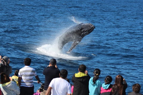 Tangalooma Island Resort Whale Watching Day Cruise - Kingaroy Accommodation 0