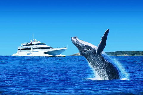 Tangalooma Island Resort Whale Watching Day Cruise - Kingaroy Accommodation 1