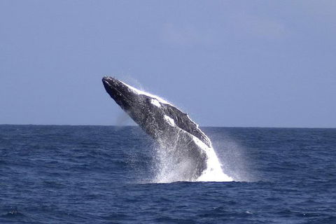 Tangalooma Island Resort Whale Watching Day Cruise - Kingaroy Accommodation 4