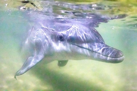 Tangalooma Island Resort Whale Watching Day Cruise With Dolphin Feeding - Kingaroy Accommodation 0