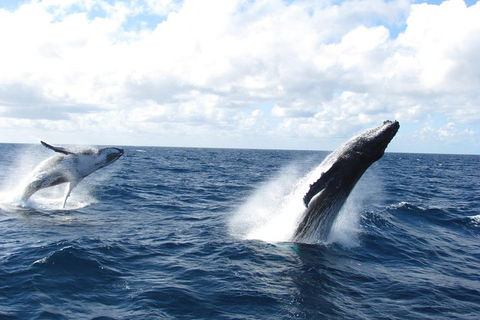 Tangalooma Island Resort Whale Watching Day Cruise With Dolphin Feeding - Kingaroy Accommodation 1